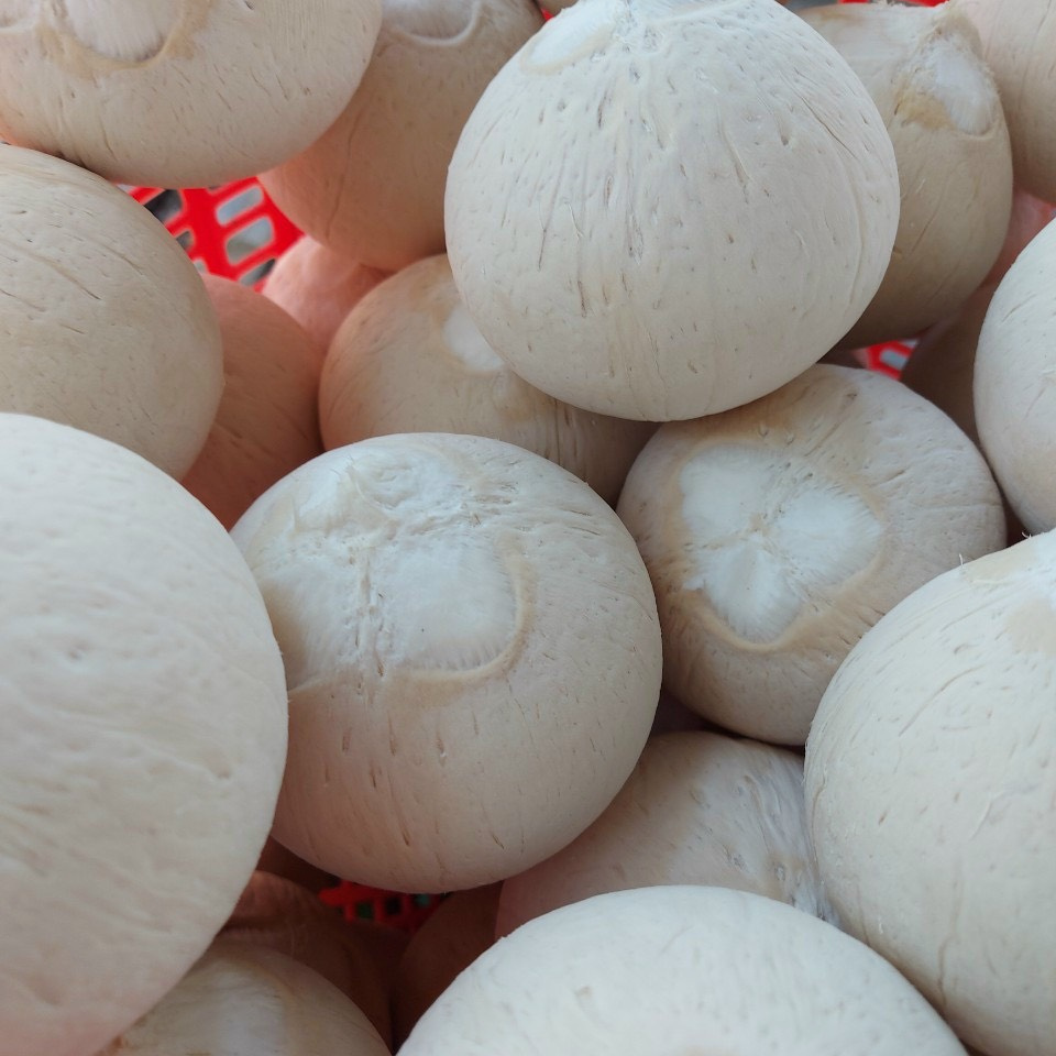 SIAMESE COCONUT_FROZEN SIAMESE FRESH COCONUT FROM BENTRE SUMMER HOT SALE 2022 WITH THE COMPETITIVE PRICE