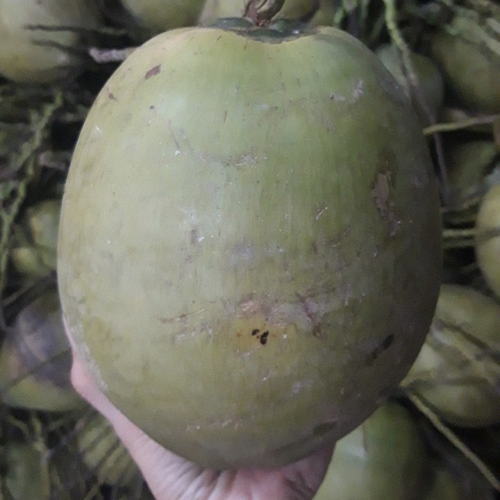 FRESH FRUIT COCONUT FOR DRNK - SWEET NATURAL Agriculture Vietnam Competitive Price High Quality Green Coconut