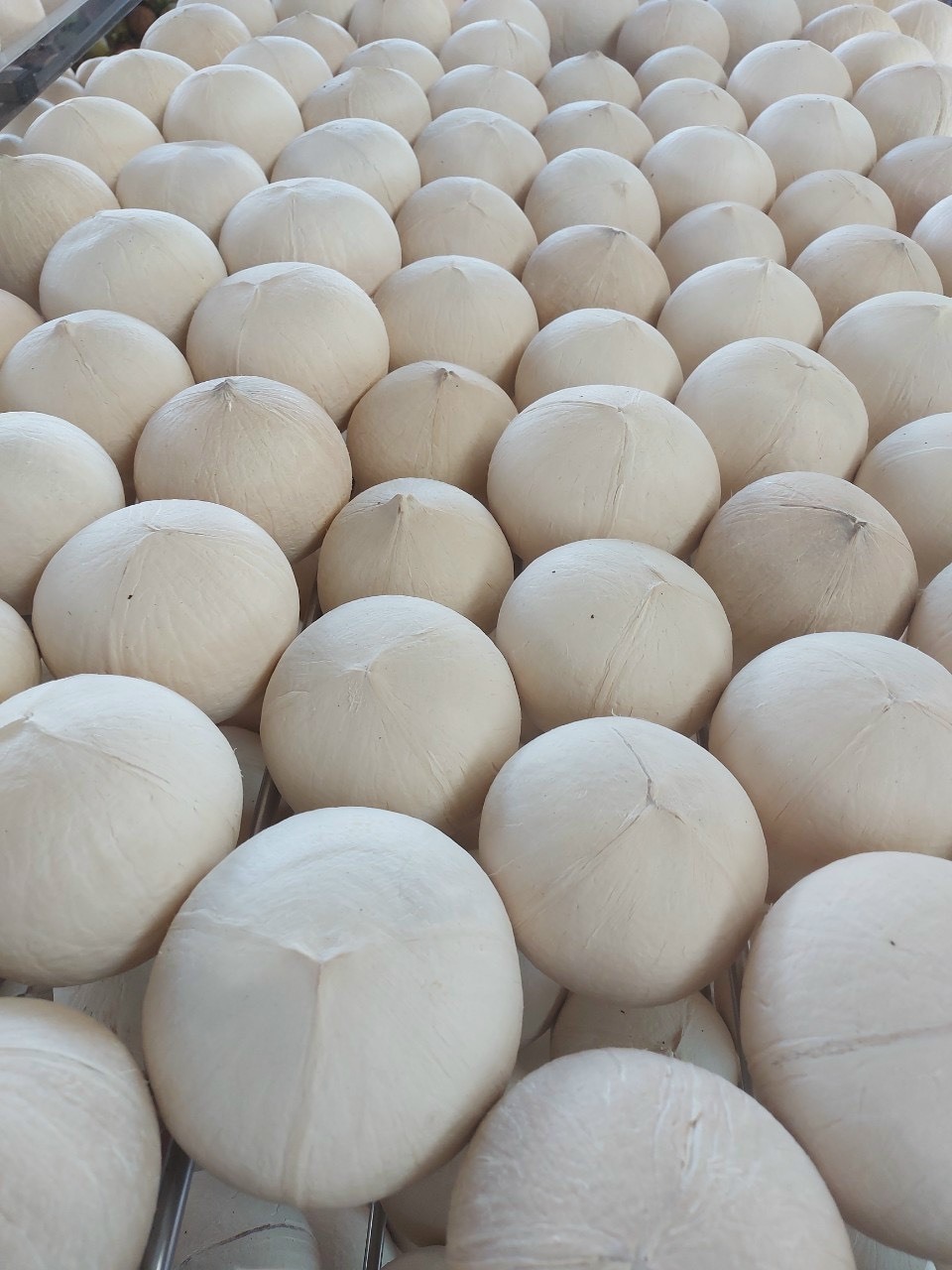 FRESH SIAMESE COCONUT_FROZEN SIAMESE COCONUT FROM BENTRE SUMMER HOT SALE 2022 WITH THE COMPETITIVE PRICE