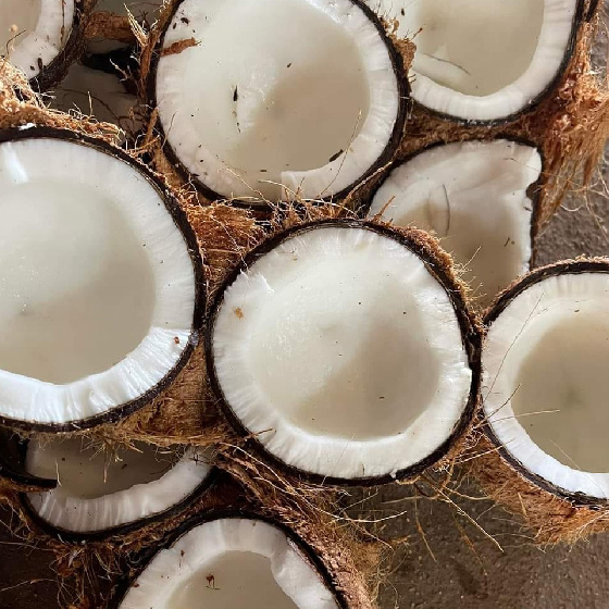 Old Coconut Dehusked Organic Fresh Mature-Dry mature old coconuts-high quality coconut from Vietnam