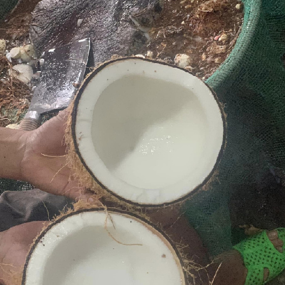 Old Coconut Dehusked Organic Fresh Mature-Dry mature old coconuts-high quality coconut from Vietnam