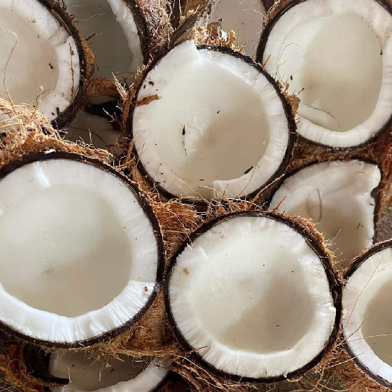 Old Coconut Dehusked Organic Fresh Mature-Dry mature old coconuts-high quality coconut from Vietnam