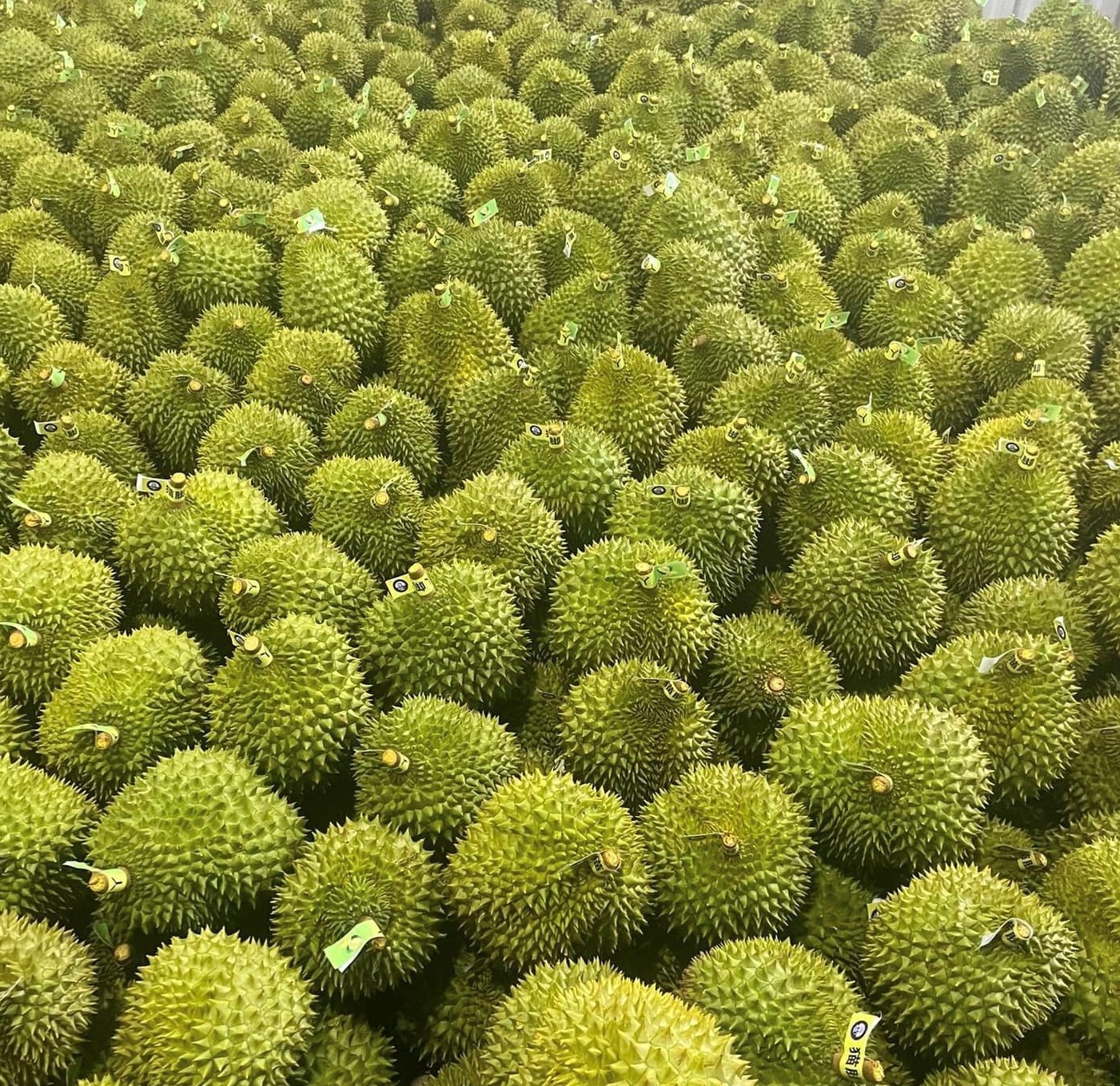 Frozen Durian Fruit Paste Without Seeds and 6 Ri frozen fruit durian on sale Vietnam 84931442377