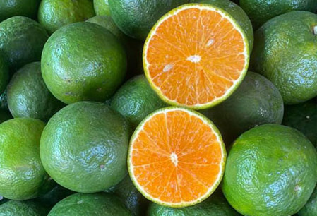 Fresh Orange  Sweet and Fresh Taste Skin Orange Flesh Wholesale Citrus Fruit from Vietnam in 2023