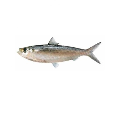 Beautiful High Quality Whole Dried Big Eye Herring Fish with Head from 7-9cm From Vietnam at Competitive Wholesale Price