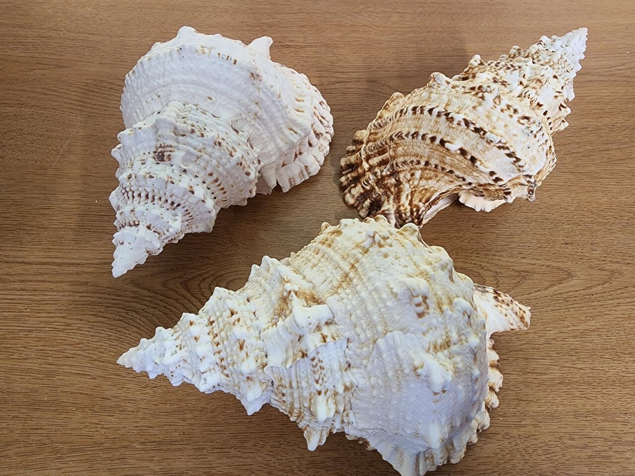 WHOLESALE BURSA BOBO SEASHELL WITH COMPETITIVE PRICE AND HIGH QUALITY FOR EXPORT FROM VIETNAM