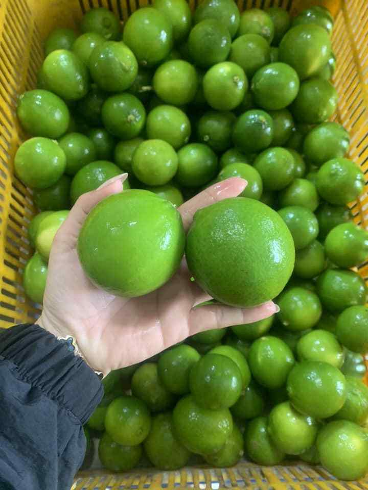 High Quality Of Fresh Green Lemon - Fresh Lime Seedless With Competitive Price From Vietnam For Wholesale