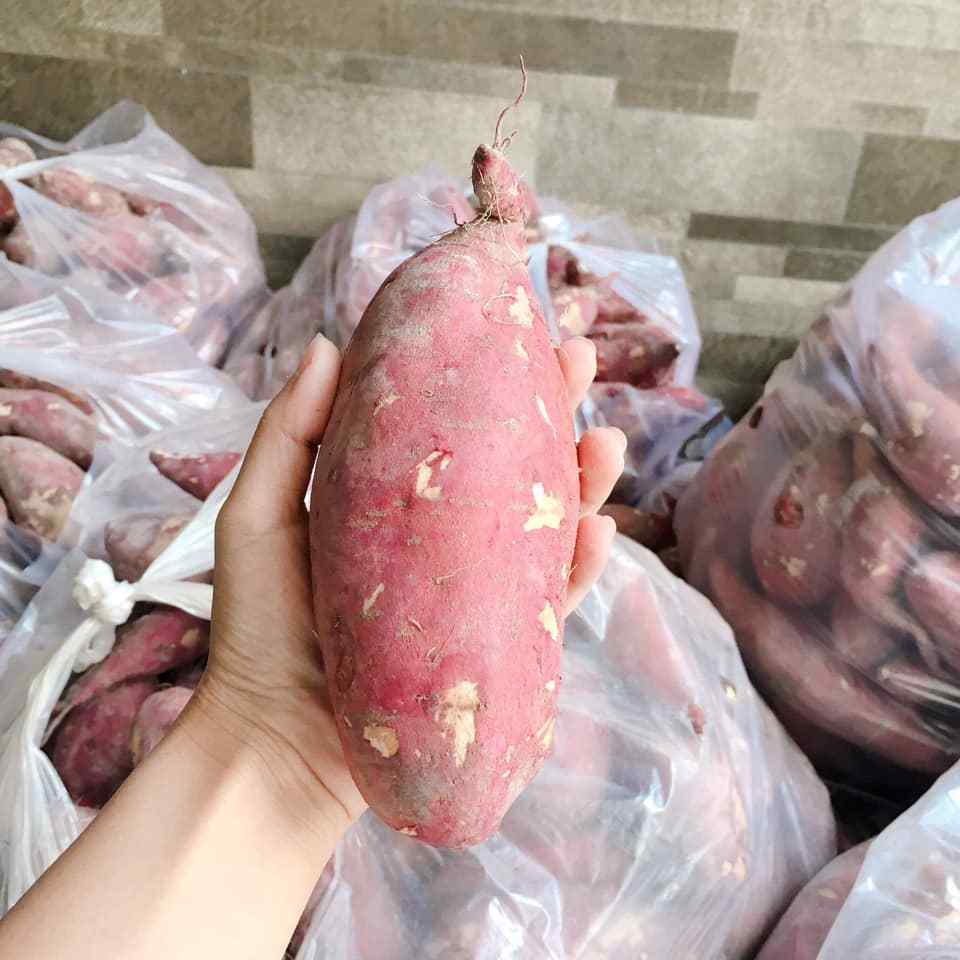 SWEET POTATO HIGH QUALITY EXPORT STANDARD 2022