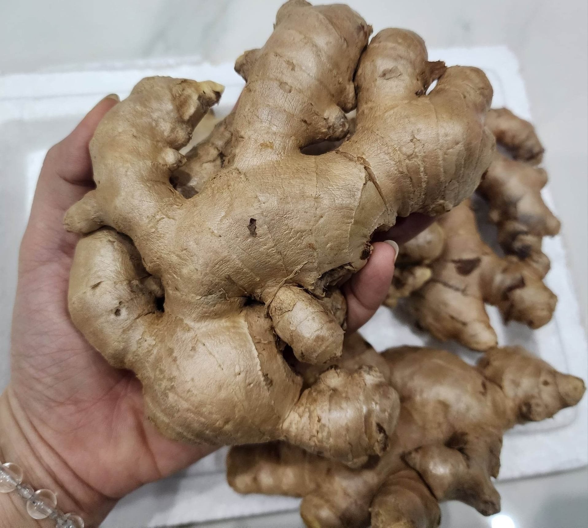 (ADAM) HOT DEAL] Fresh Ginger / Premium Ginger Export Standard - High Quality - Good Price From Vietnam