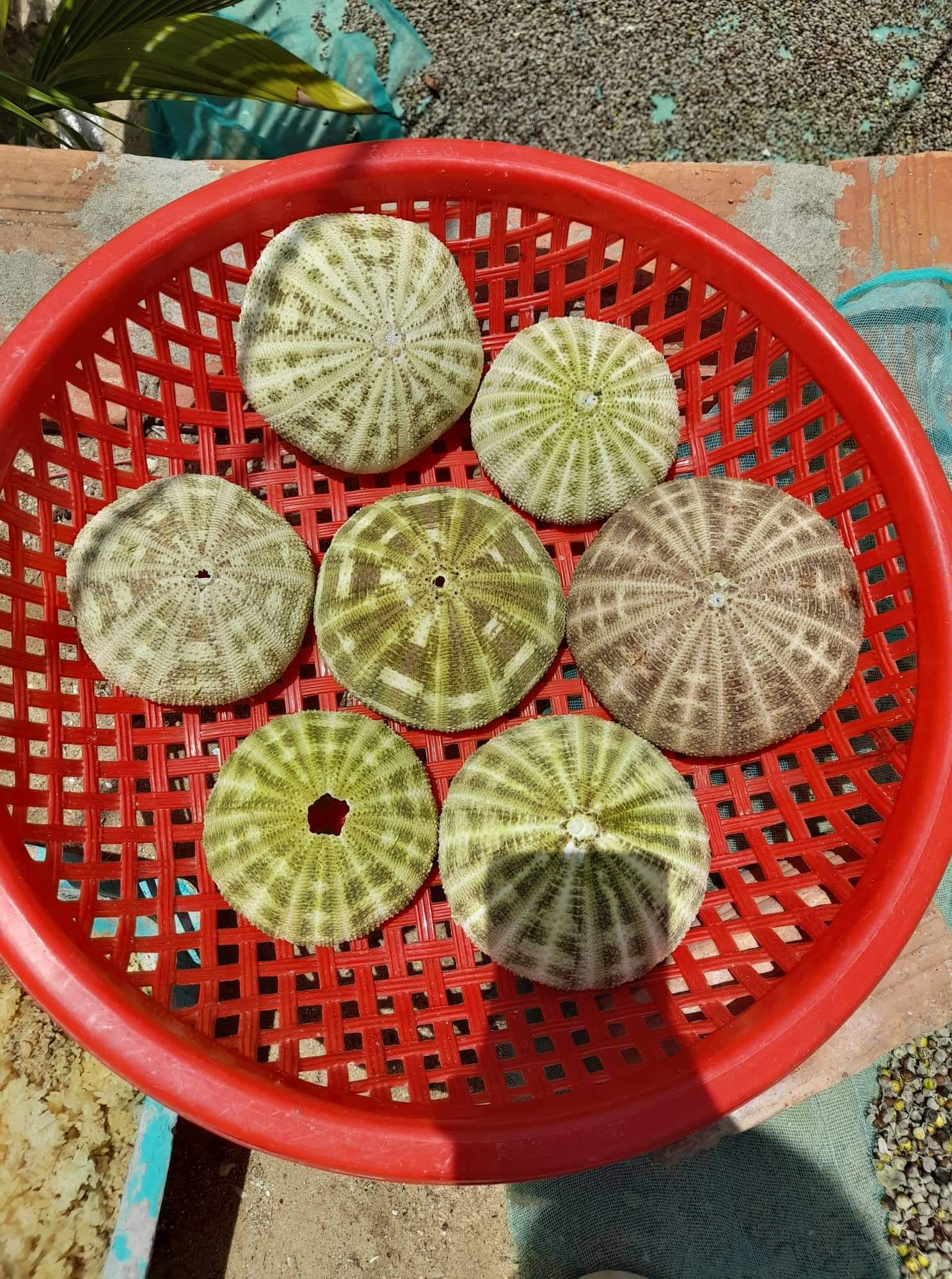 [HOT] WHOLESALE/ SEA URCHIN SHELL HIGH QUALITY/FROM VIETNAM/BEST PRICE FOR YOUR CHOICE