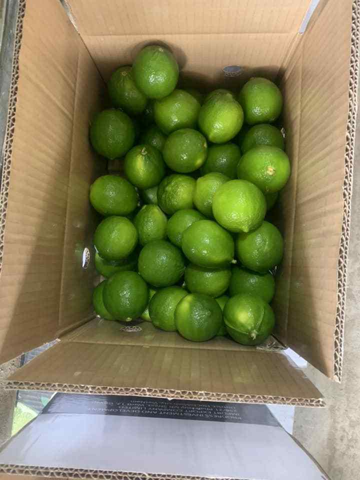 High Quality Of Fresh Green Lemon - Fresh Lime Seedless With Competitive Price From Vietnam For Wholesale