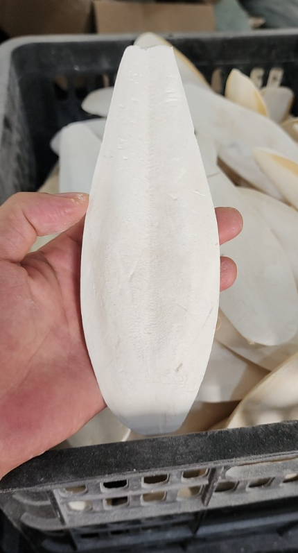 {HOT DEAL} - VIETNAM TRIMMED CUTTLEFISH BONE WITH RIGHT PRICE AND BEST QUALITY FOR EXPORTING