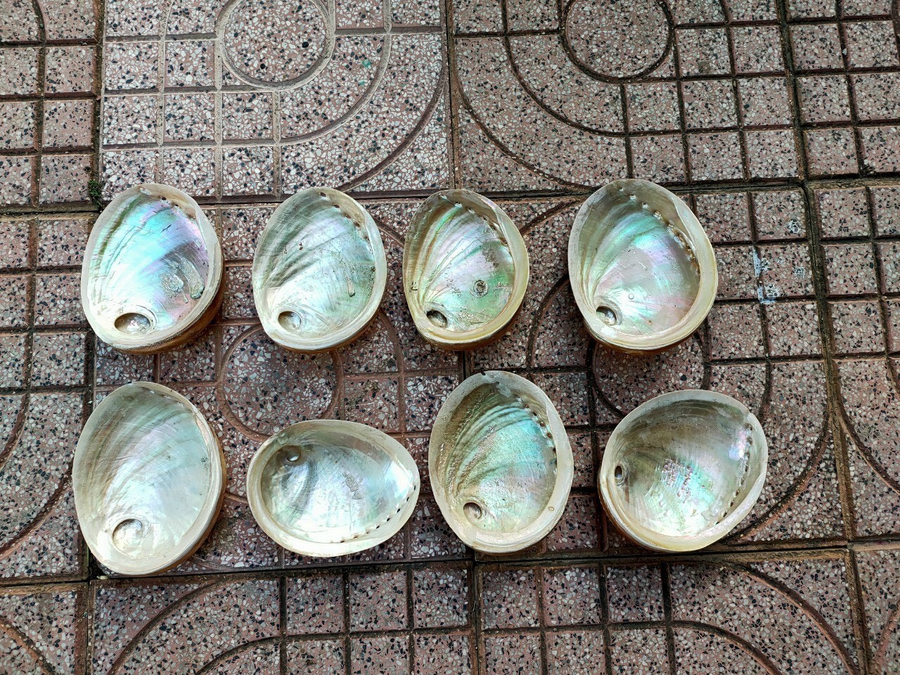 High Quality Abalone Shell - Seashell for Decoration From Vietnam - Cheapest Price Wholesale - Ready In Stock - Sample Available