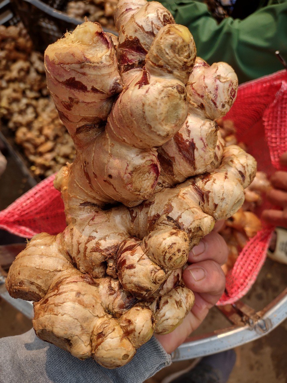 (ADAM) HOT DEAL] Fresh Ginger / Premium Ginger Export Standard - High Quality - Good Price From Vietnam