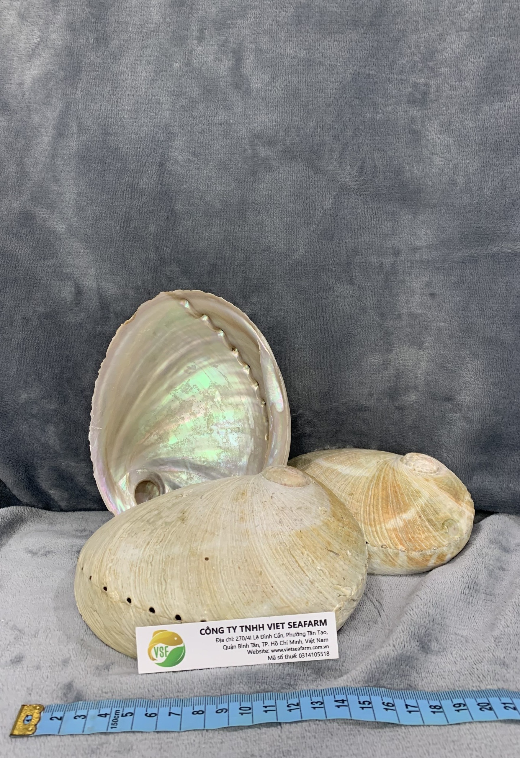 High Quality Abalone Shell - Seashell for Decoration From Vietnam - Cheapest Price Wholesale - Ready In Stock - Sample Available