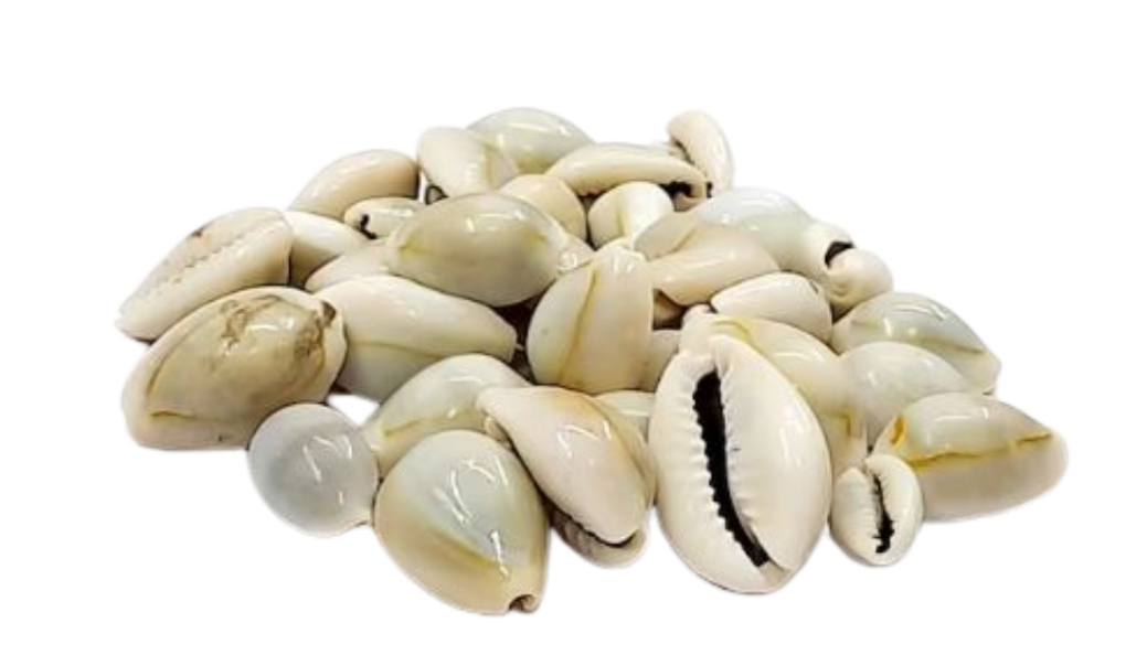 HOT HOT HOT!!! GOLDEN COWIRE SEASHELL/ GOLDEN COWRY SHELL FOR DECORATION WITH EXCELLENT PRICE FROM VIETNAM