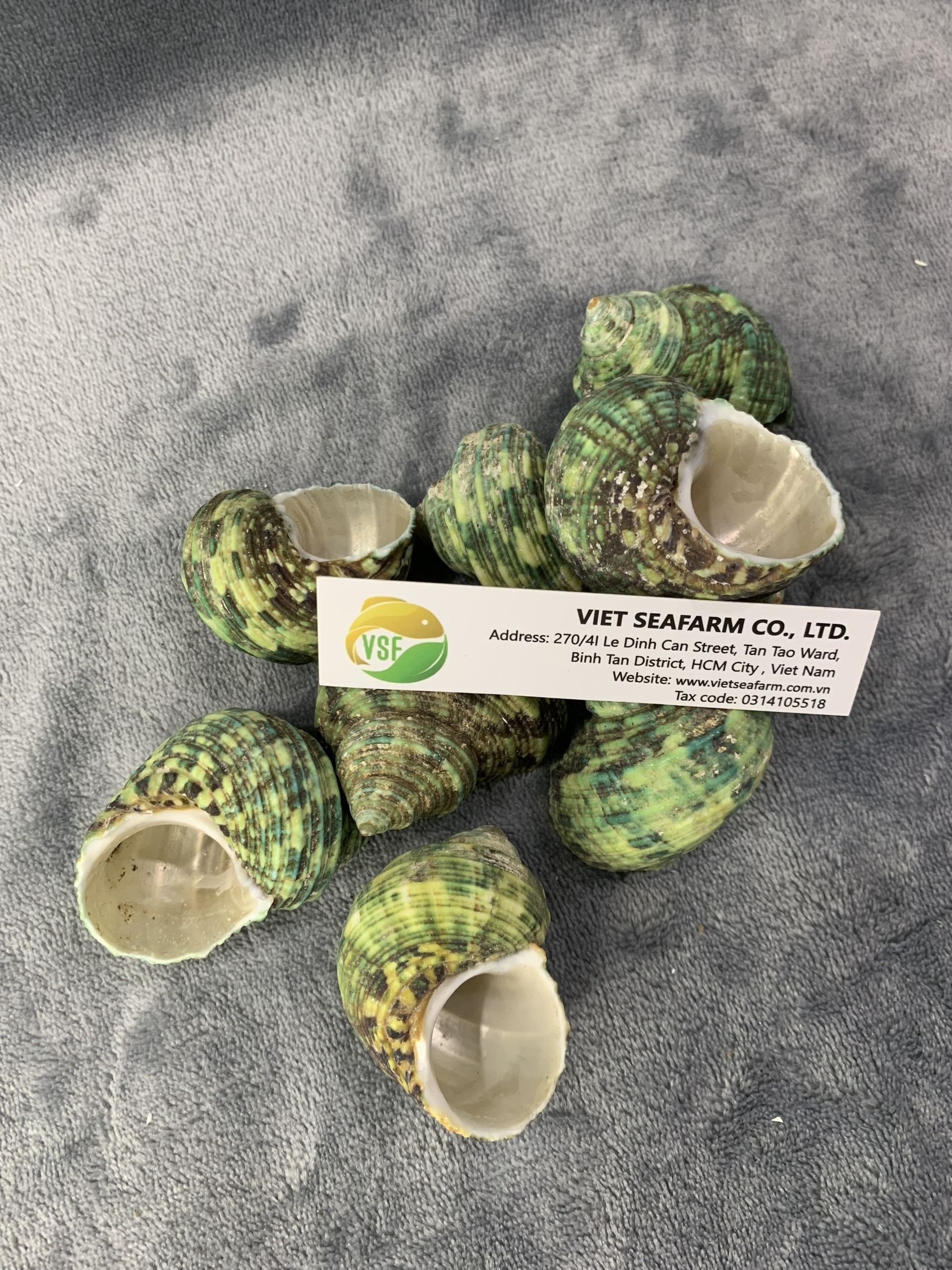 Green Conch is a quality product and is widely used in the market, meeting export standards/ competitive price for wholesaler