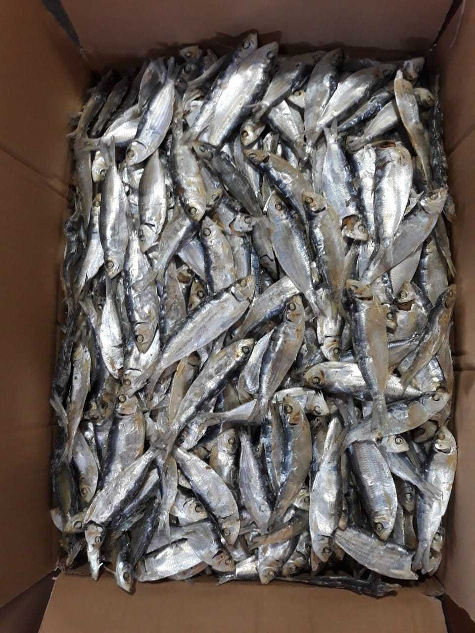 High Quality Dried Herring Fish Whole Beautiful Steamed Salted 7cm up From Vietnam With Competitive Price For Wholesale