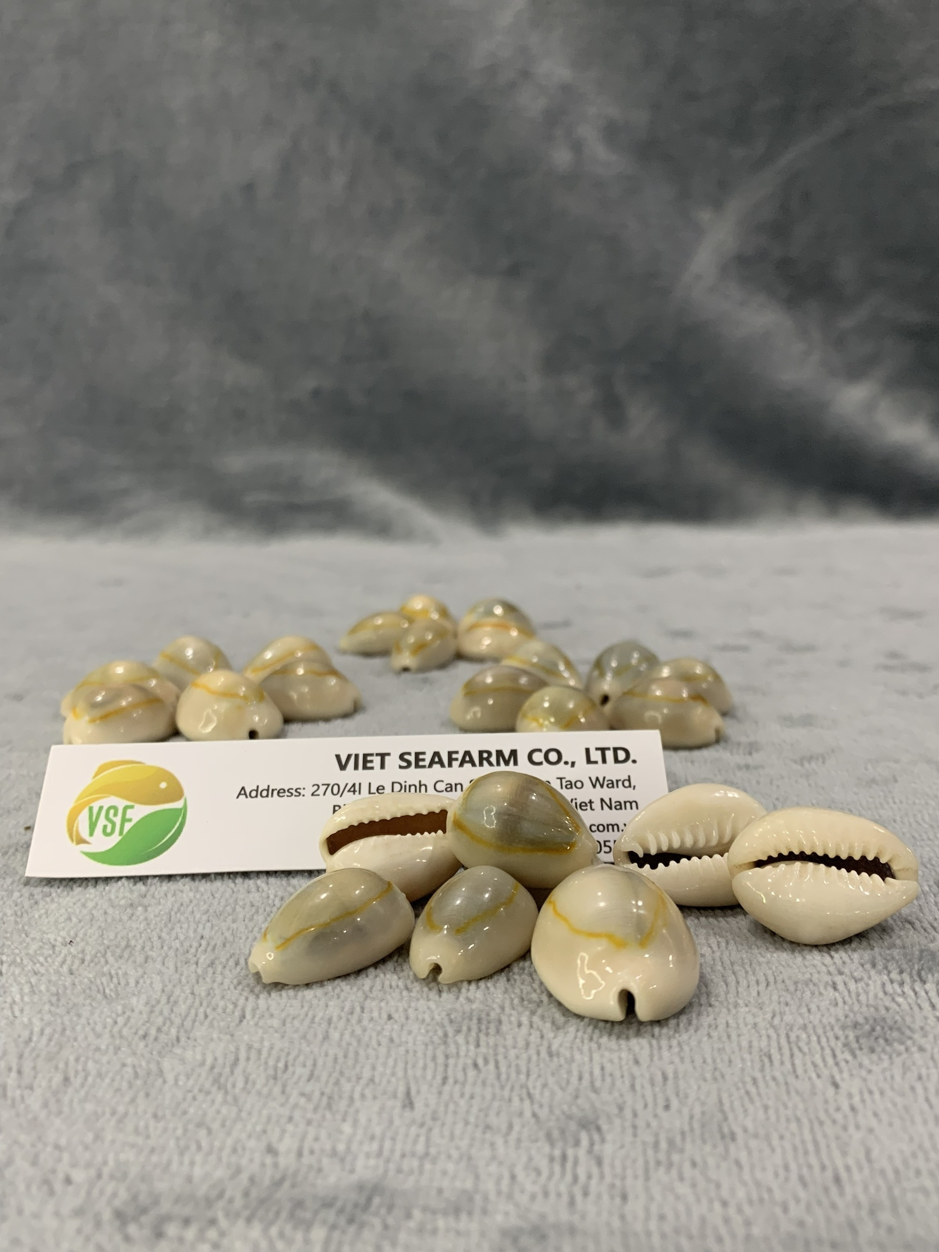 HOT HOT HOT!!! GOLDEN COWIRE SEASHELL/ GOLDEN COWRY SHELL FOR DECORATION WITH EXCELLENT PRICE FROM VIETNAM