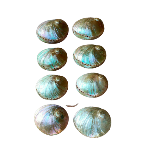 High Quality Abalone Shell - Seashell for Decoration From Vietnam - Cheapest Price Wholesale - Ready In Stock - Sample Available