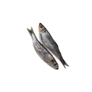 High Quality Dried Herring Fish Whole Beautiful Steamed Salted 7cm up From Vietnam With Competitive Price For Wholesale