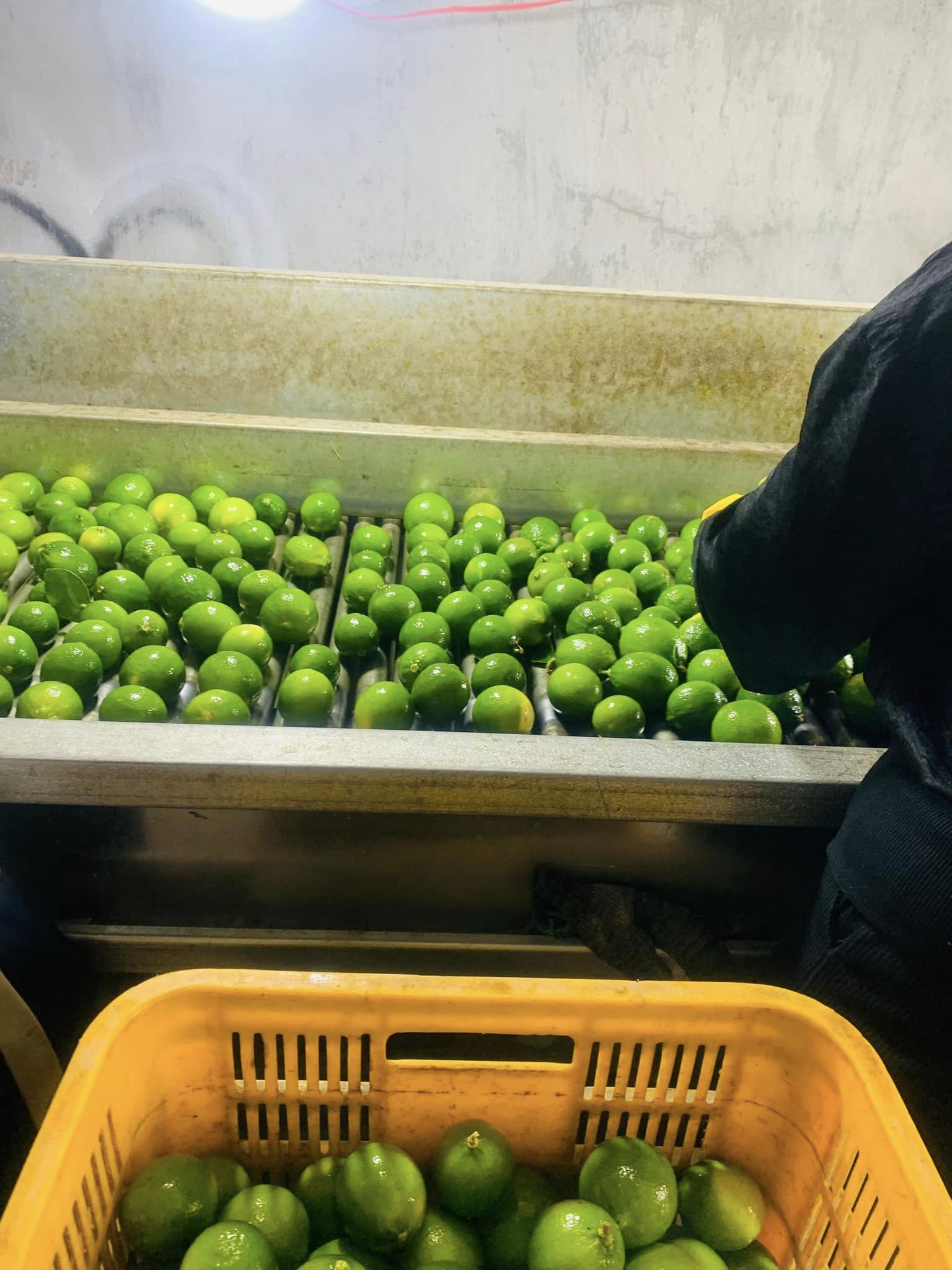 High Quality Of Fresh Green Lemon - Fresh Lime Seedless With Competitive Price From Vietnam For Wholesale