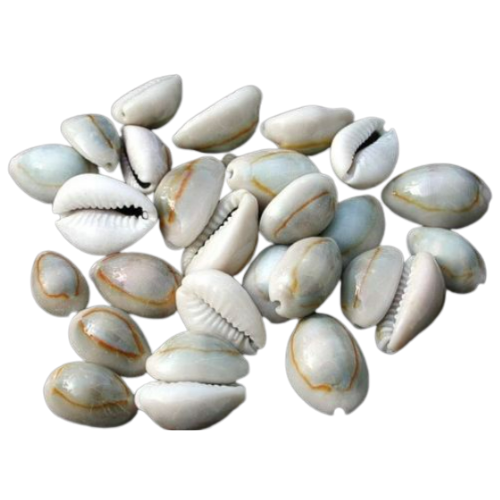 HOT HOT HOT!!! GOLDEN COWIRE SEASHELL/ GOLDEN COWRY SHELL FOR DECORATION WITH EXCELLENT PRICE FROM VIETNAM