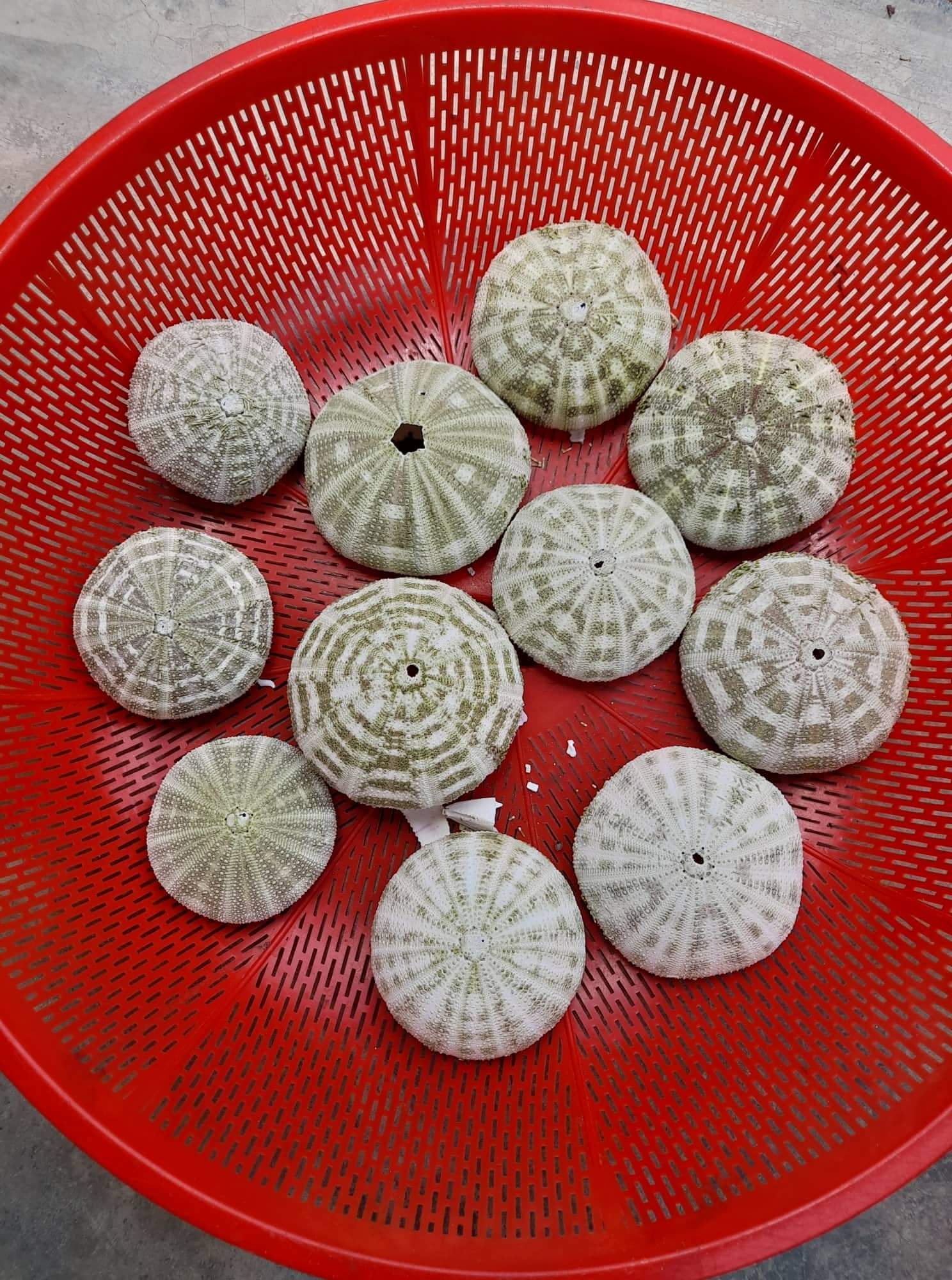 [HOT] WHOLESALE/ SEA URCHIN SHELL HIGH QUALITY/FROM VIETNAM/BEST PRICE FOR YOUR CHOICE