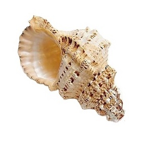 WHOLESALE BURSA BOBO SEASHELL WITH COMPETITIVE PRICE AND HIGH QUALITY FOR EXPORT FROM VIETNAM