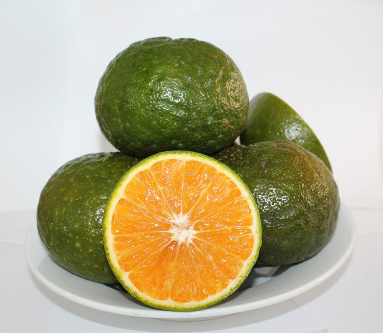 GREEN ORANGE Sweet and Fresh Taste Green Skin Orange Flesh Wholesale Fresh Orange Citrus Fruit in Vietnam 2023