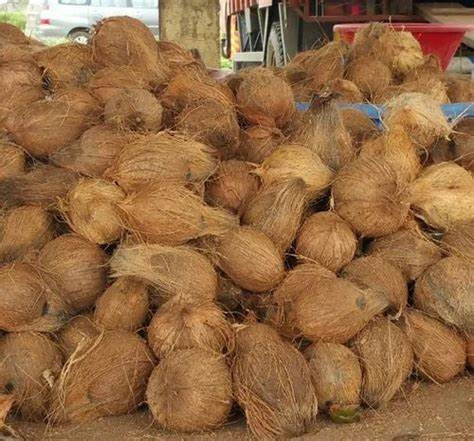 (ADAM) NATURAL PRODUCT FROM VIETNAM/ SEMI HUSK COCONUT/ HIGH QUALITY WITH SWEET TASTE AND BEST PRICE ON THE MARKET