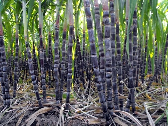 HOT 2023 FROZEN SUGAR CANE - ORIGINAL SUGAR CANE export from Vietnam with best price and high quality