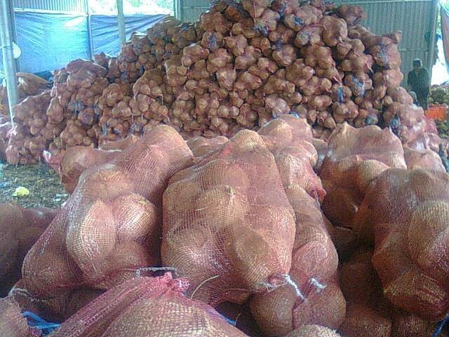 (ADAM) NATURAL PRODUCT FROM VIETNAM/ SEMI HUSK COCONUT/ HIGH QUALITY WITH SWEET TASTE AND BEST PRICE ON THE MARKET