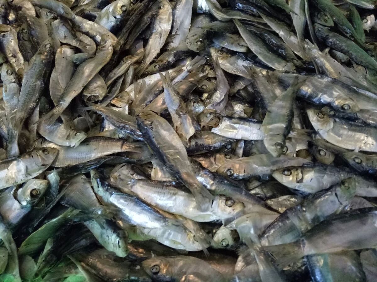 Beautiful High Quality Whole Dried Big Eye Herring Fish with Head from 7-9cm From Vietnam at Competitive Wholesale Price