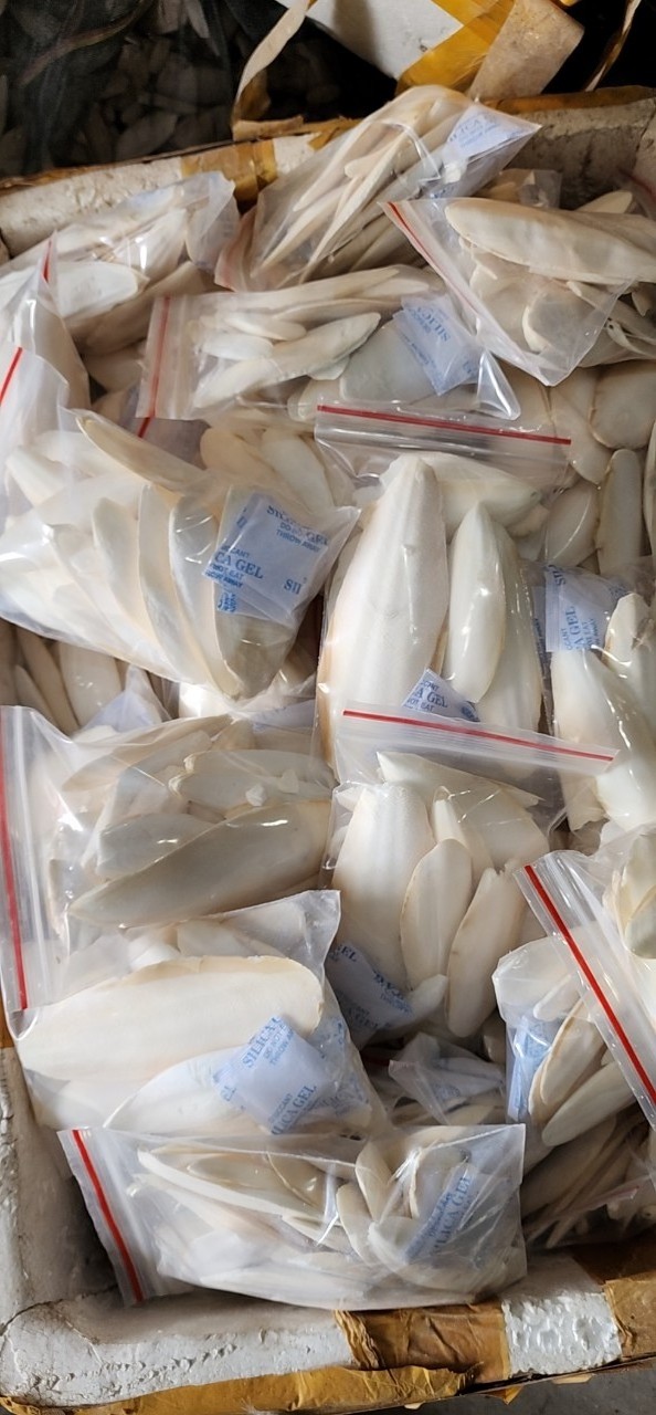 {HOT DEAL} - VIETNAM TRIMMED CUTTLEFISH BONE WITH RIGHT PRICE AND BEST QUALITY FOR EXPORTING