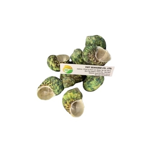 Green Conch is a quality product and is widely used in the market, meeting export standards/ competitive price for wholesaler