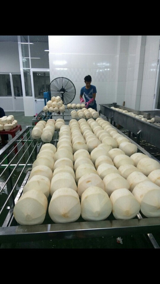 (KIM) FRESH YOUNG COCONUT/ GREEN COCONUT ORIGINAL BEN TRE VIETNAM IS THE BEST PRICE HIGH QUALITY FOR EXPORT