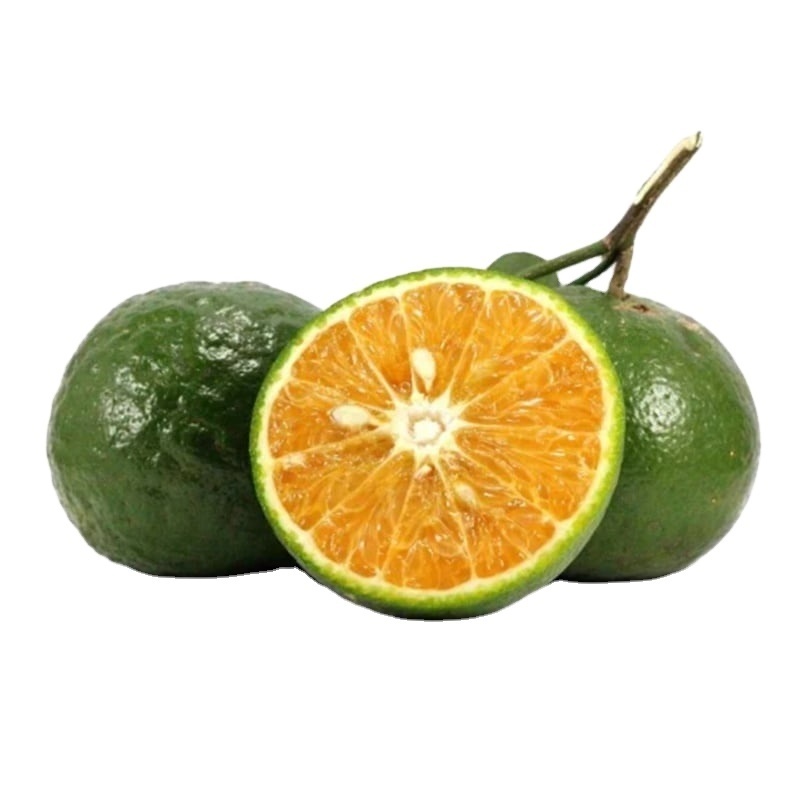 Fresh Orange  Sweet and Fresh Taste Skin Orange Flesh Wholesale Citrus Fruit from Vietnam in 2023