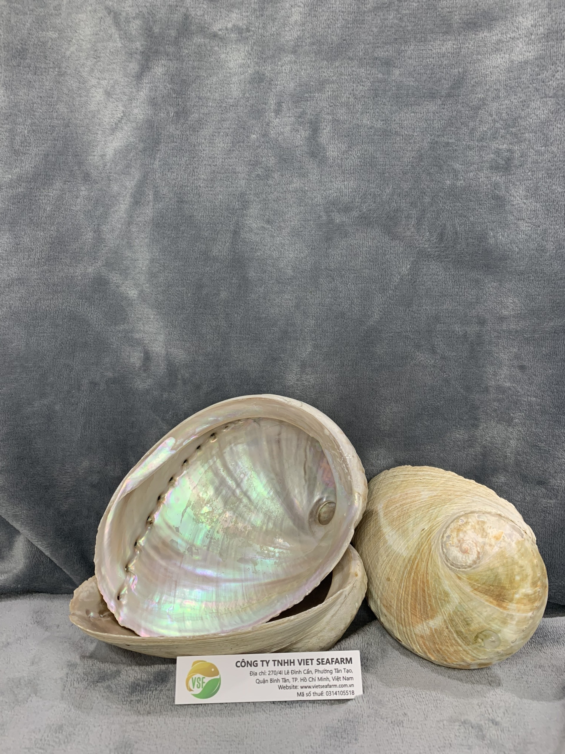 High Quality Abalone Shell - Seashell for Decoration From Vietnam - Cheapest Price Wholesale - Ready In Stock - Sample Available