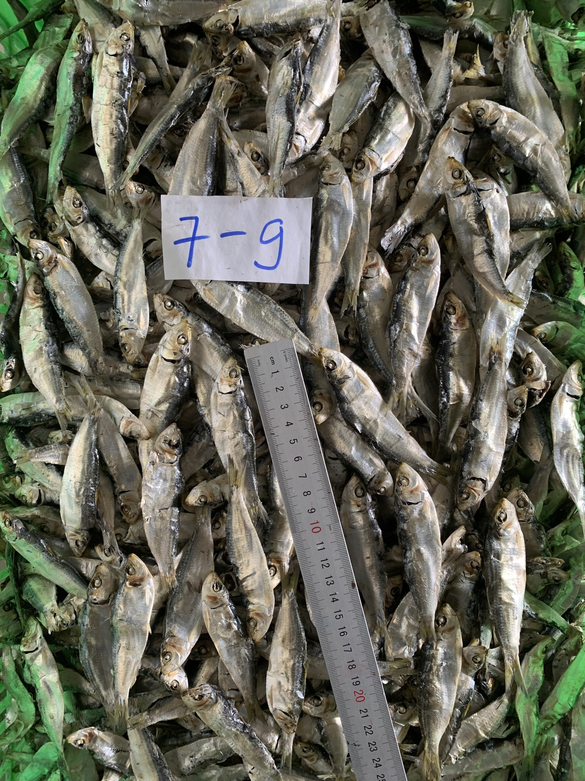 High Quality Dried Herring Fish Whole Beautiful Steamed Salted 7cm up From Vietnam With Competitive Price For Wholesale