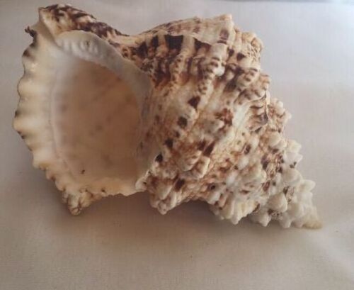 WHOLESALE BURSA BOBO SEASHELL WITH COMPETITIVE PRICE AND HIGH QUALITY FOR EXPORT FROM VIETNAM