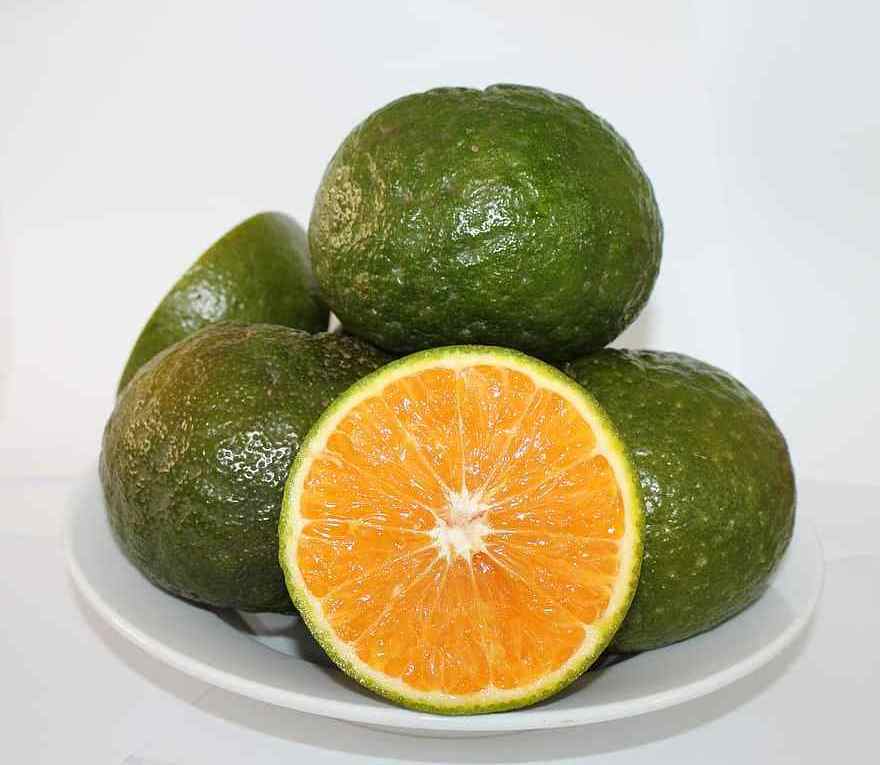 Fresh Orange  Sweet and Fresh Taste Skin Orange Flesh Wholesale Citrus Fruit from Vietnam in 2023