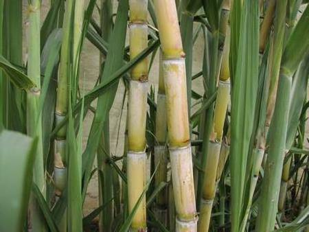 HOT 2023 FROZEN SUGAR CANE - ORIGINAL SUGAR CANE export from Vietnam with best price and high quality