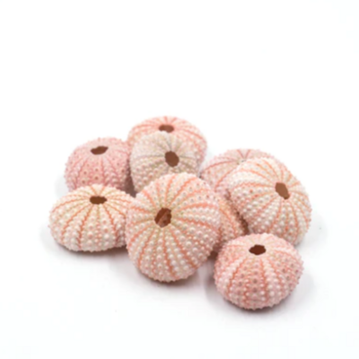 [HOT] WHOLESALE/ SEA URCHIN SHELL HIGH QUALITY/FROM VIETNAM/BEST PRICE FOR YOUR CHOICE