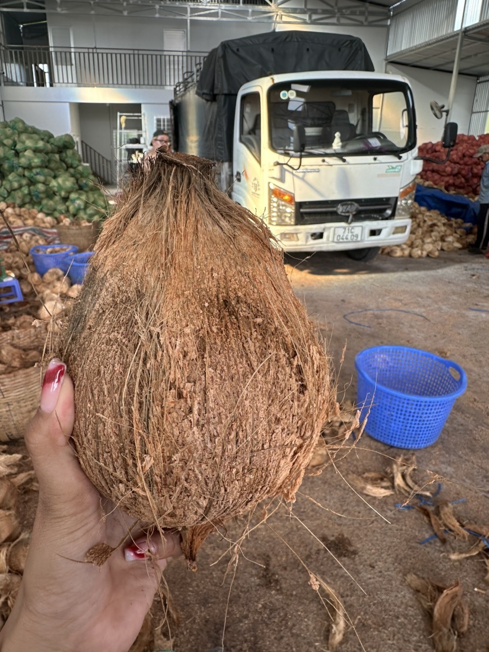 (ADAM) NATURAL PRODUCT FROM VIETNAM/ SEMI HUSK COCONUT/ HIGH QUALITY WITH SWEET TASTE AND BEST PRICE ON THE MARKET