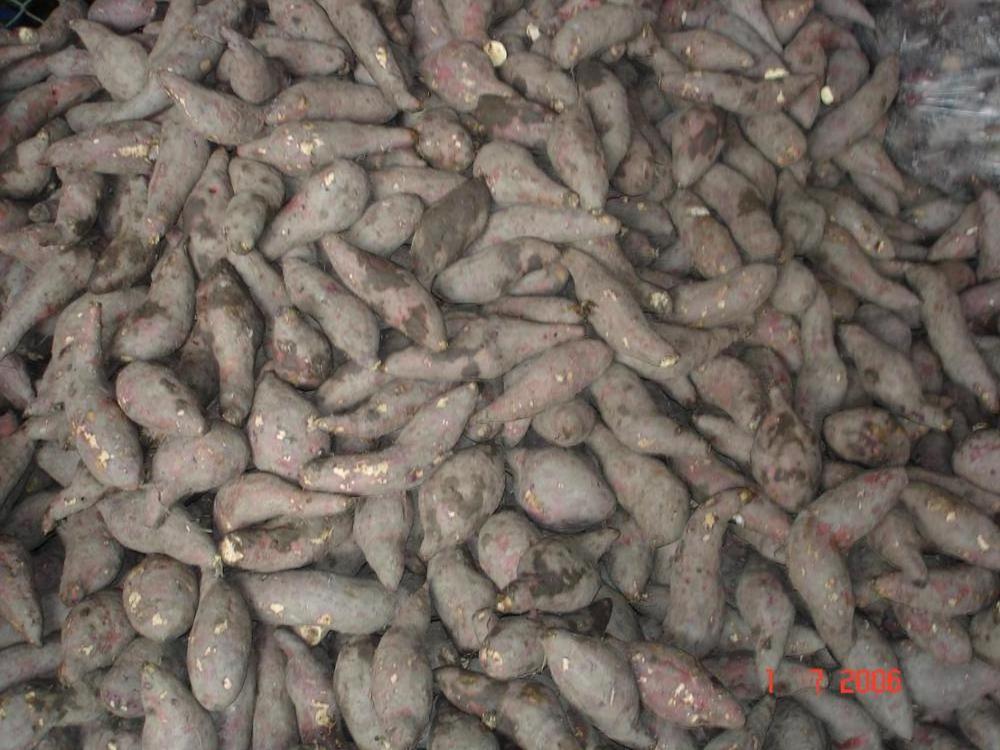 SWEET POTATO HIGH QUALITY EXPORT STANDARD 2022