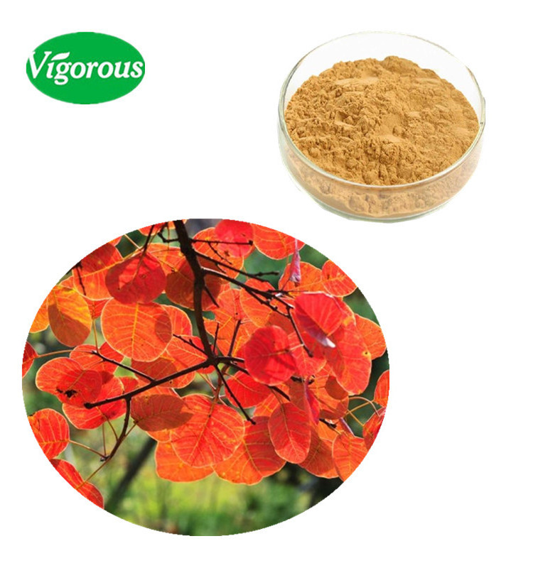 100% pure smoke tree extract / fisetin extract powder / cotinus coggygria extract