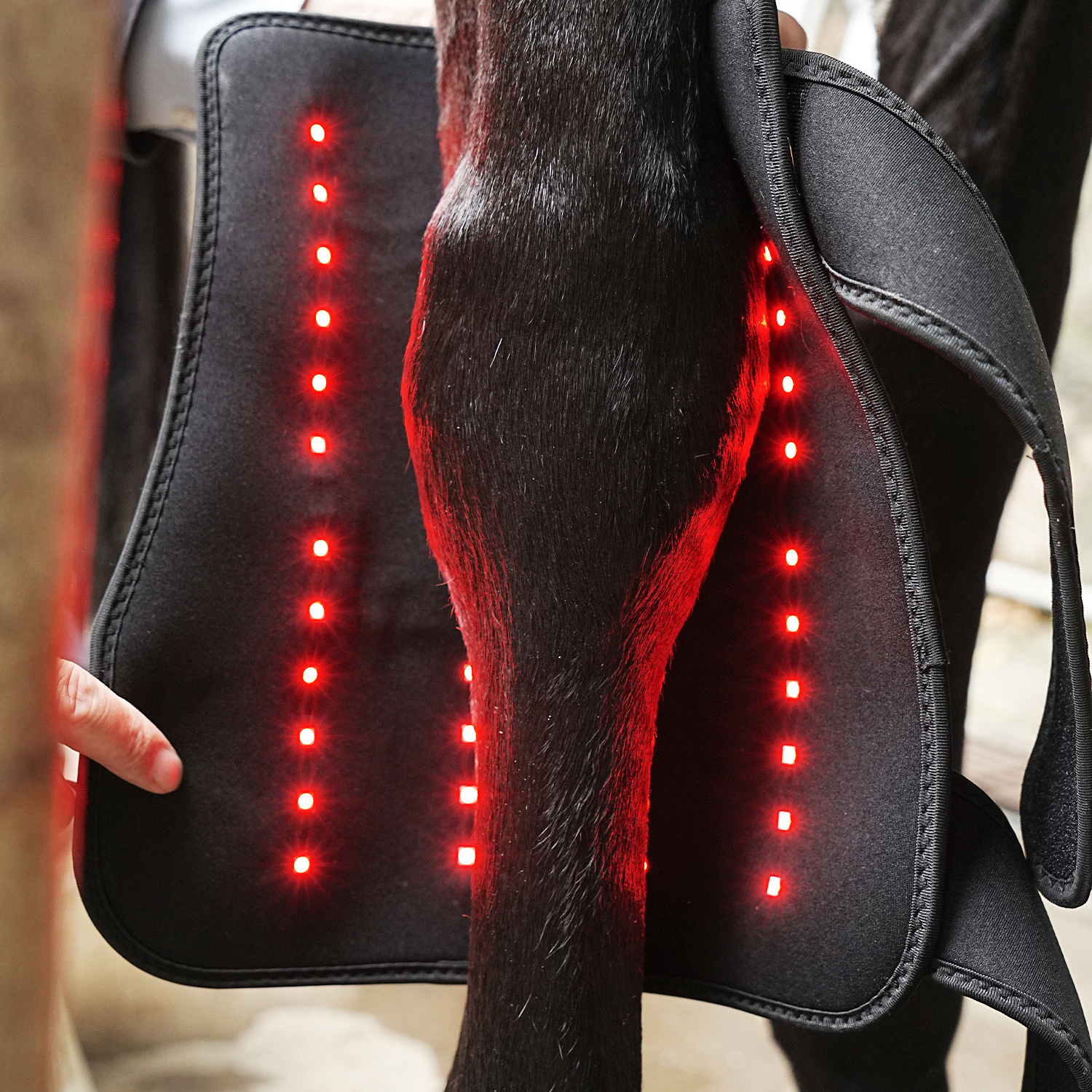 2023 New Handheld Equine Red Light Therapy Horse Legs Relieve Fatigue  Red Light Infrared Light Therapy Horse Device