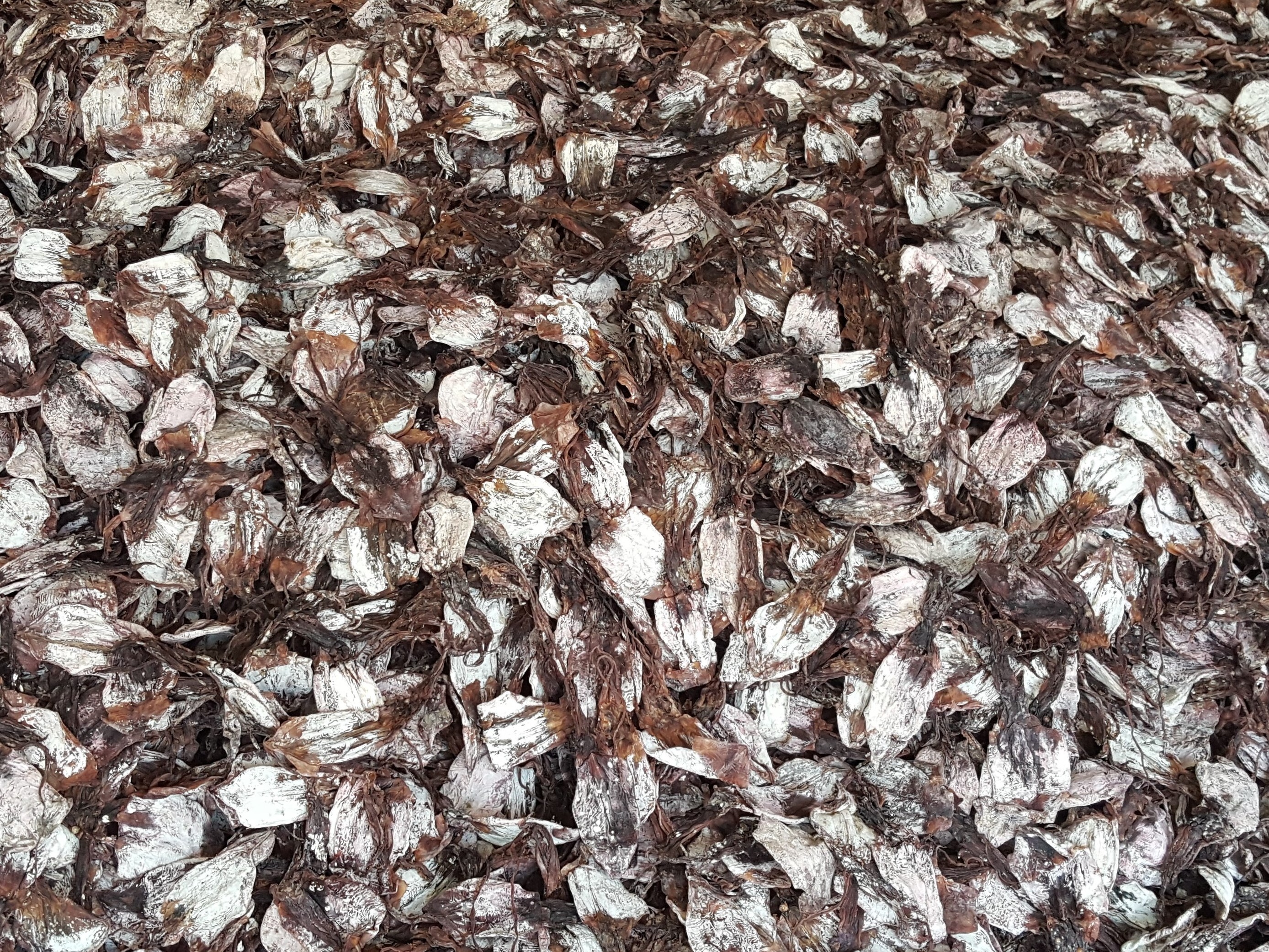 HIGH QUALITY - VIETNAM DRIED BLACK SQUID