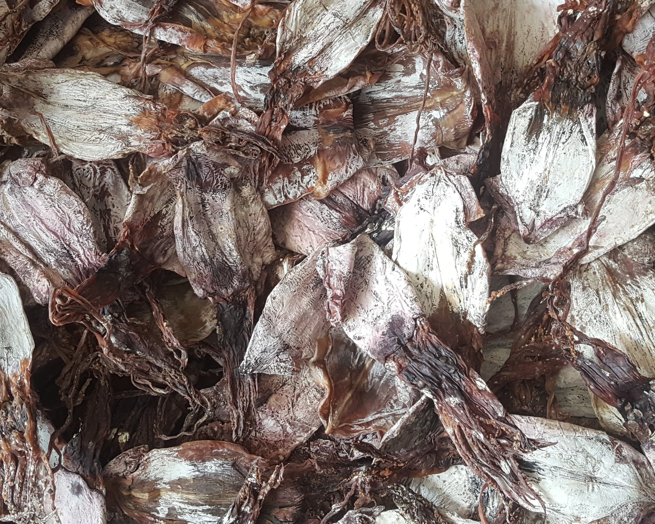 HIGH QUALITY - VIETNAM DRIED BLACK SQUID